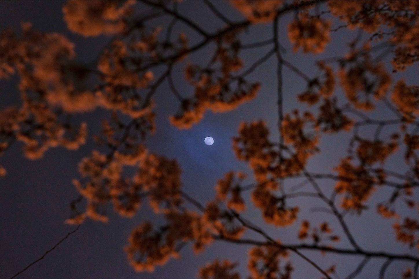 上海月と桜,SIGMA85mmDGDN