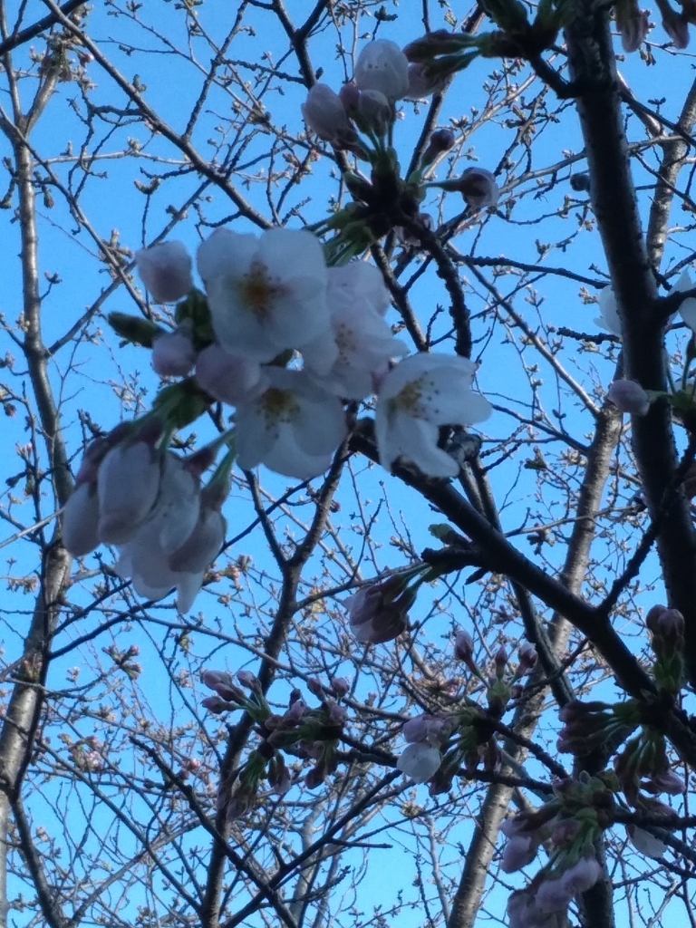 f:id:shangmei:20180522022740j:plain f:id:shangmei:20180522022740j:plain