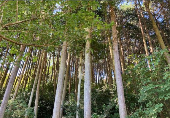 モクシャとは、解放だ シャンタンアート オフィシャルサイト