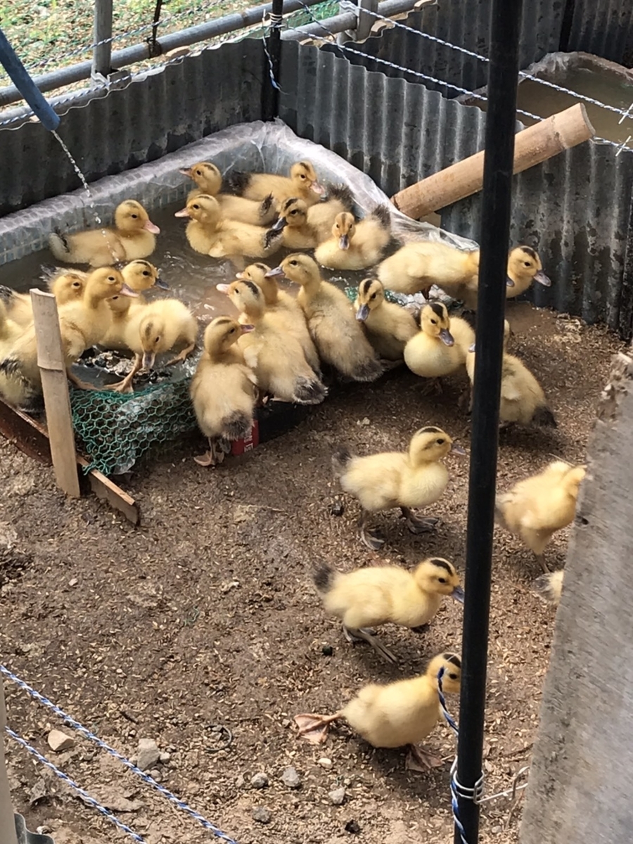 f:id:shaori_13:20200601205554j:plain f:id:shaori_13:20200601205554j:plain