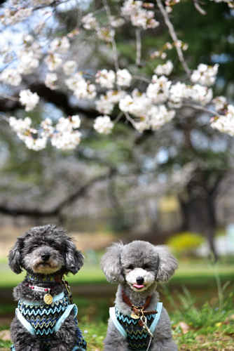 f:id:shasha1:20180327102654j:plain f:id:shasha1:20180327102654j:plain