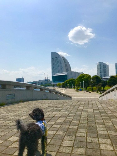 f:id:shasha1:20180418175207j:plain f:id:shasha1:20180418175207j:plain