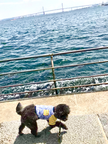 f:id:shasha1:20180418175210j:plain f:id:shasha1:20180418175210j:plain