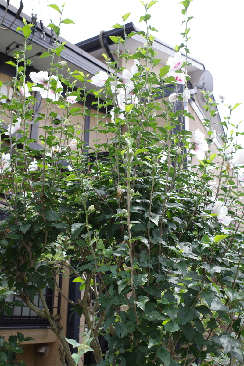 真夏の花 Ababa S ノート