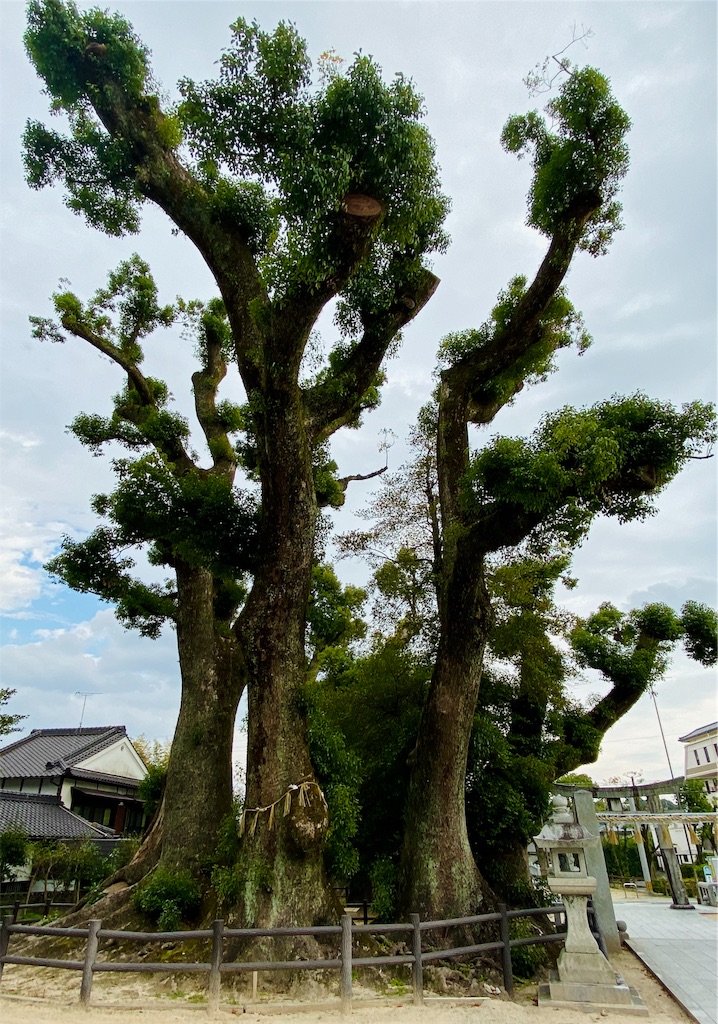 f:id:shastacrystal:20191115222605j:image