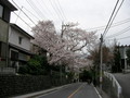 [桜]