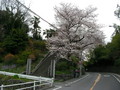 [桜]