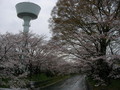 [桜]