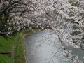 [桜][川]