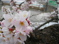 [花][桜]
