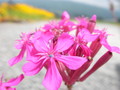 [花]