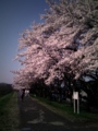 [花]福生の桜