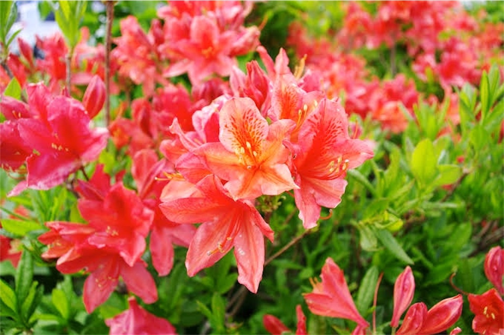 f:id:she_cut_sea:20190722001453j:image f:id:she_cut_sea:20190722001453j:image