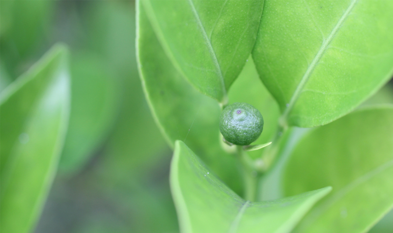 f:id:sheez_one:20160703075432j:plain