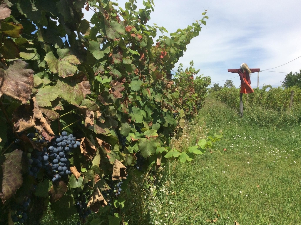 f:id:sheldlake-wine:20181029200459j:plain f:id:sheldlake-wine:20181029200459j:plain