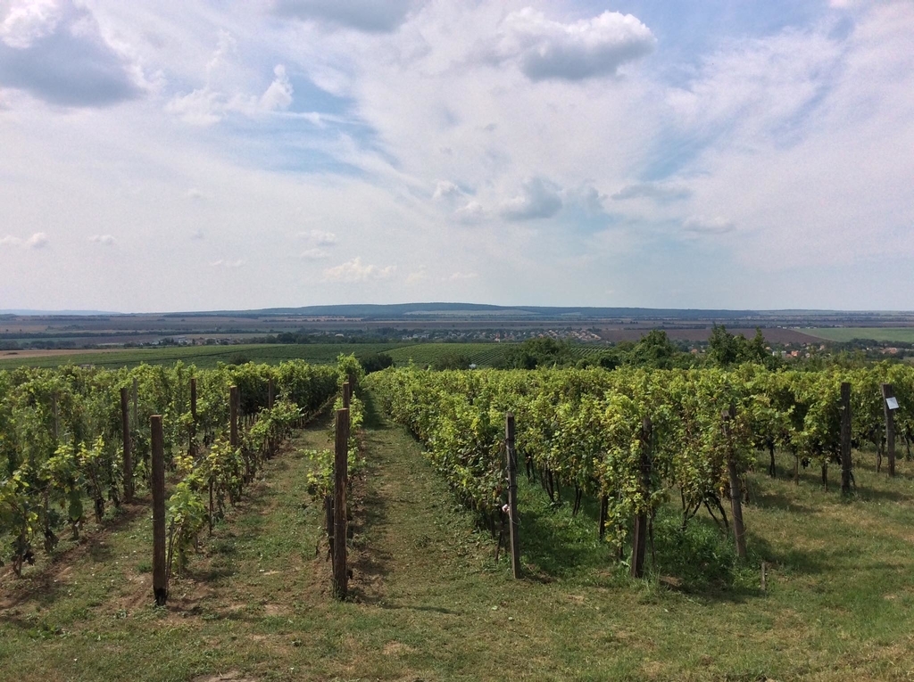 f:id:sheldlake-wine:20181029200600j:plain f:id:sheldlake-wine:20181029200600j:plain