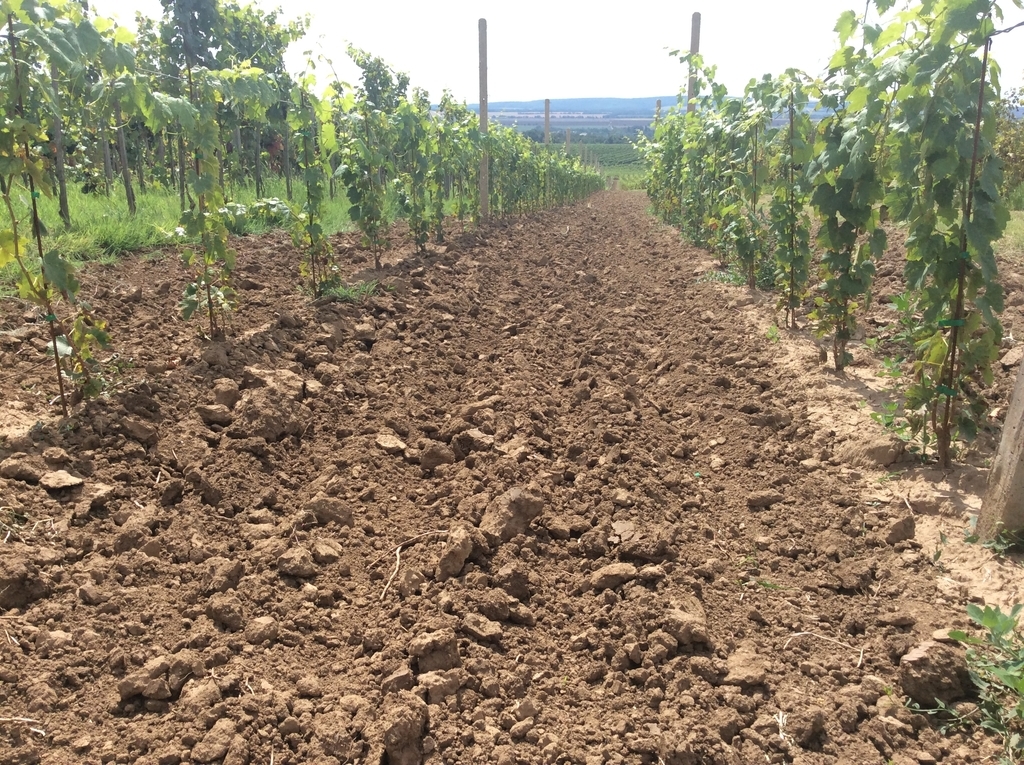 f:id:sheldlake-wine:20181102133201j:plain f:id:sheldlake-wine:20181102133201j:plain
