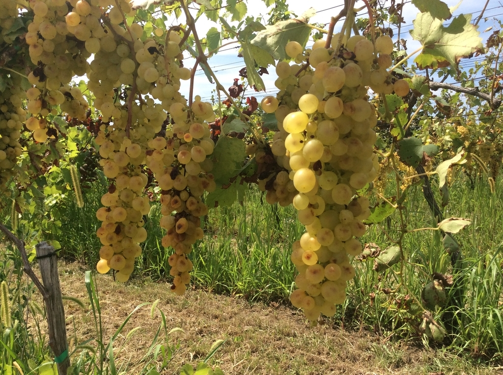 f:id:sheldlake-wine:20181102135551j:plain f:id:sheldlake-wine:20181102135551j:plain