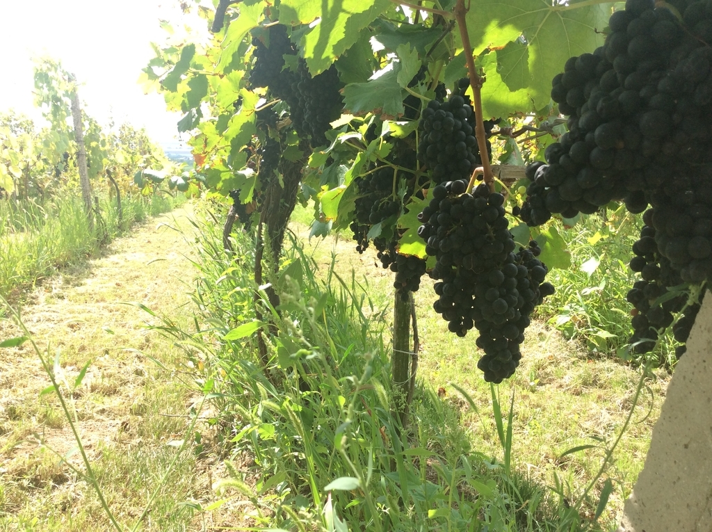 f:id:sheldlake-wine:20181110191247j:plain f:id:sheldlake-wine:20181110191247j:plain