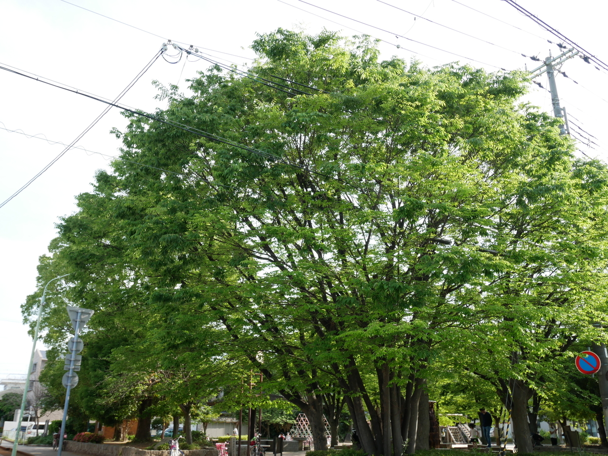 f:id:sheldonia:20200524233132j:plain f:id:sheldonia:20200524233132j:plain