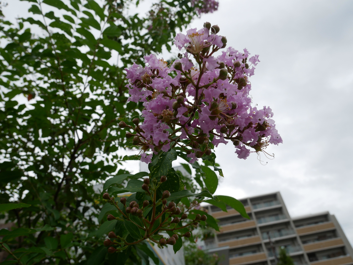 f:id:sheldonia:20200917235312j:plain