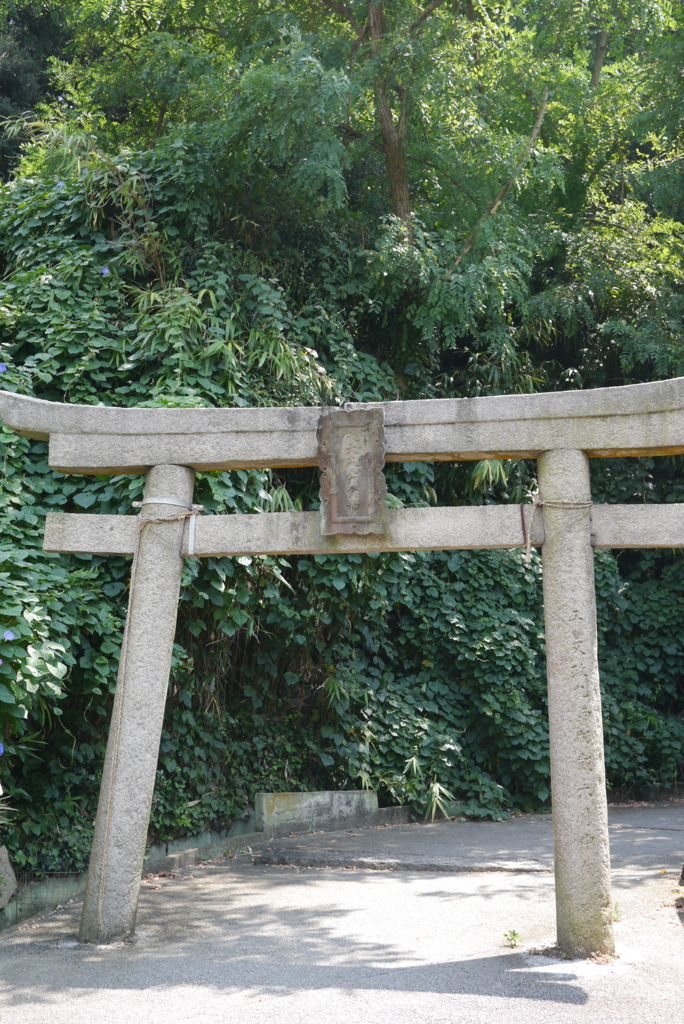 f:id:shellcollecting:20161230162733j:plain