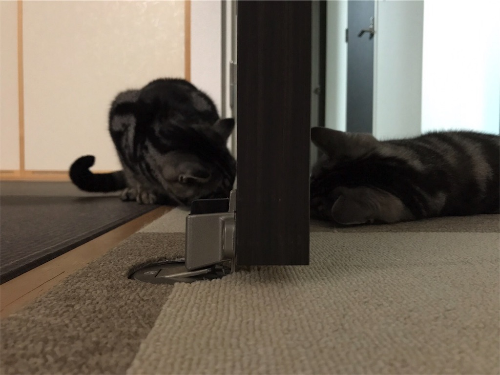 f:id:sheltie1:20170625211734j:image f:id:sheltie1:20170625211734j:image