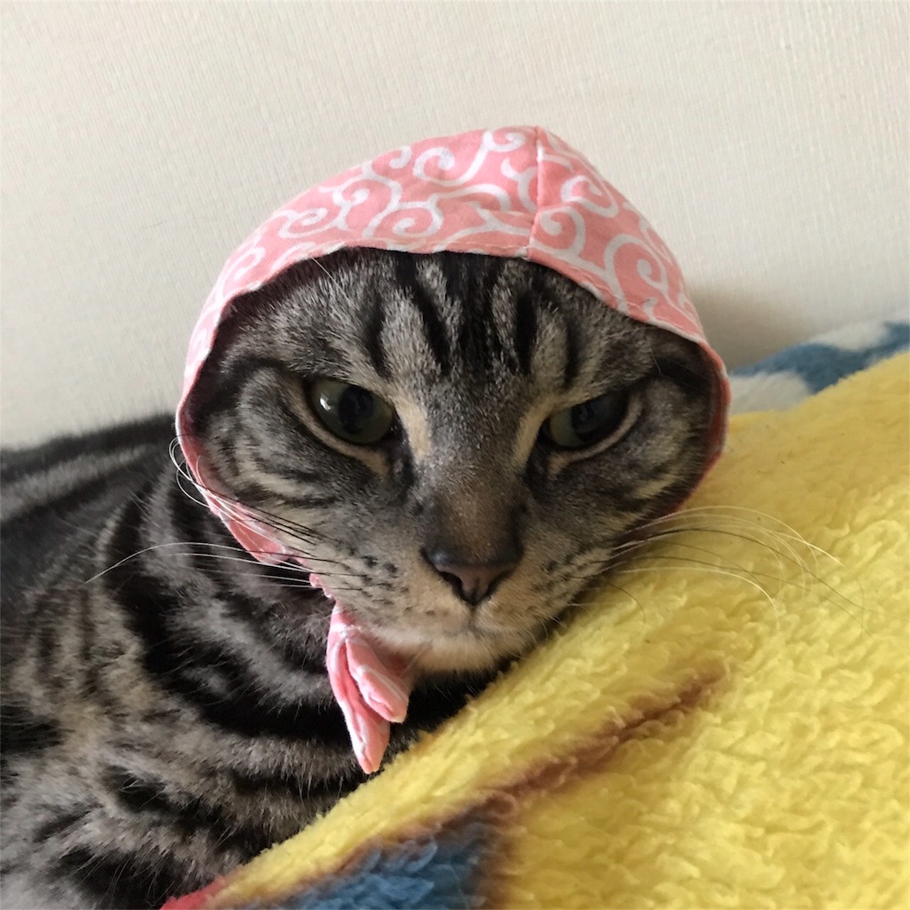 f:id:sheltie1:20170929125053j:image
