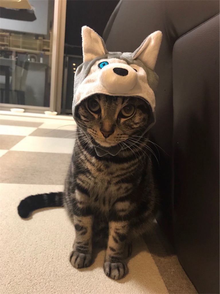 f:id:sheltie1:20180127104709j:image