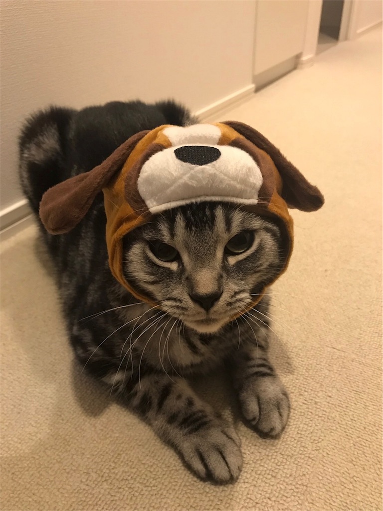 f:id:sheltie1:20180127104718j:image