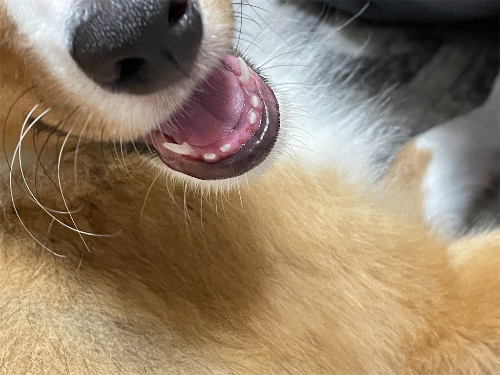 f:id:sheltiereno:20220902133325j:image f:id:sheltiereno:20220902133325j:image