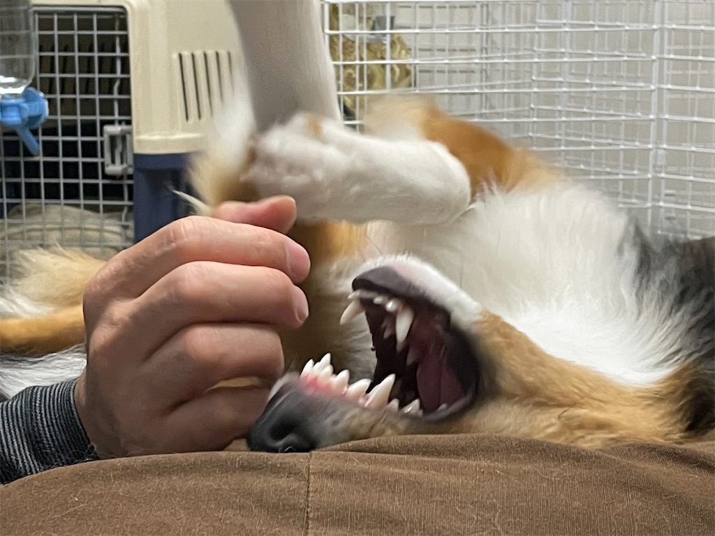 f:id:sheltiereno:20221121105435j:image f:id:sheltiereno:20221121105435j:image