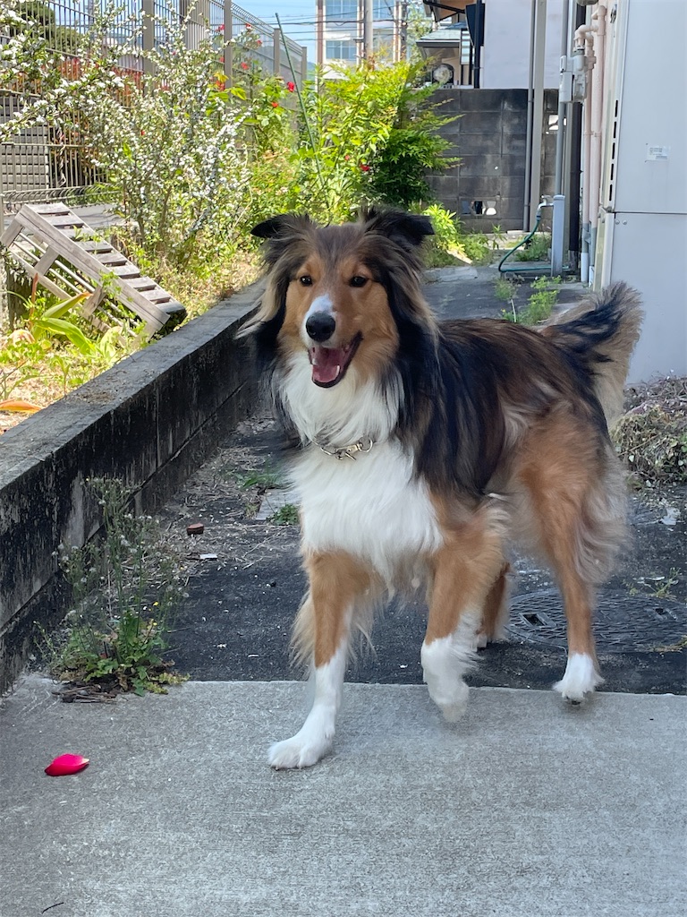 f:id:sheltiereno:20240519095221j:image f:id:sheltiereno:20240519095221j:image