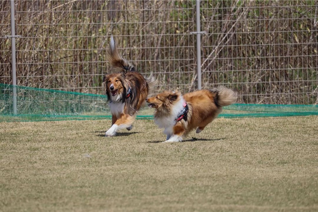 f:id:sheltiereno:20240519095621j:image f:id:sheltiereno:20240519095621j:image