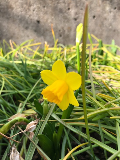 f:id:sherry33762:20190302175528j:image