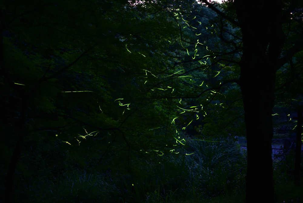 f:id:sherwood_ts:20170611230201j:plain f:id:sherwood_ts:20170611230201j:plain