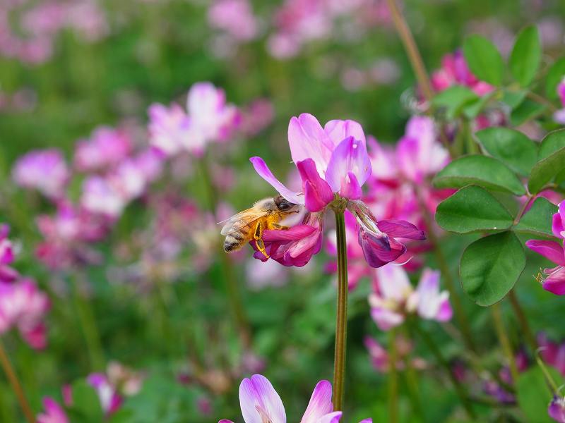 ハチミツ大好き夫婦が養蜂家を訪ねてミツバチの世界を学んできたこと たけのこブログ