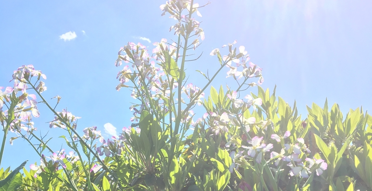 f:id:shiba-710:20170423132333j:plain f:id:shiba-710:20170423132333j:plain