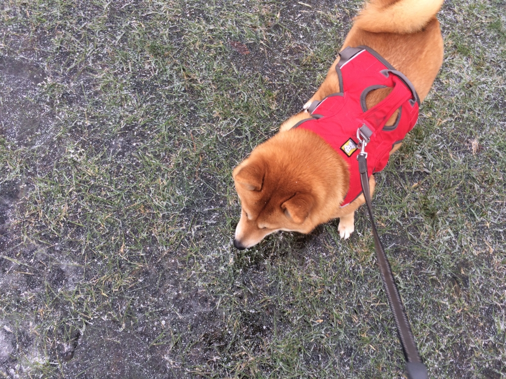 f:id:shiba-inu-in-abroad:20161219101151j:plain f:id:shiba-inu-in-abroad:20161219101151j:plain