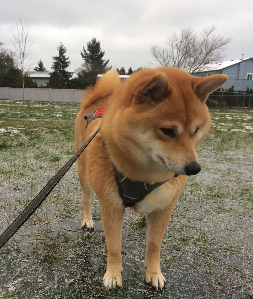 f:id:shiba-inu-in-abroad:20161219101259j:plain f:id:shiba-inu-in-abroad:20161219101259j:plain