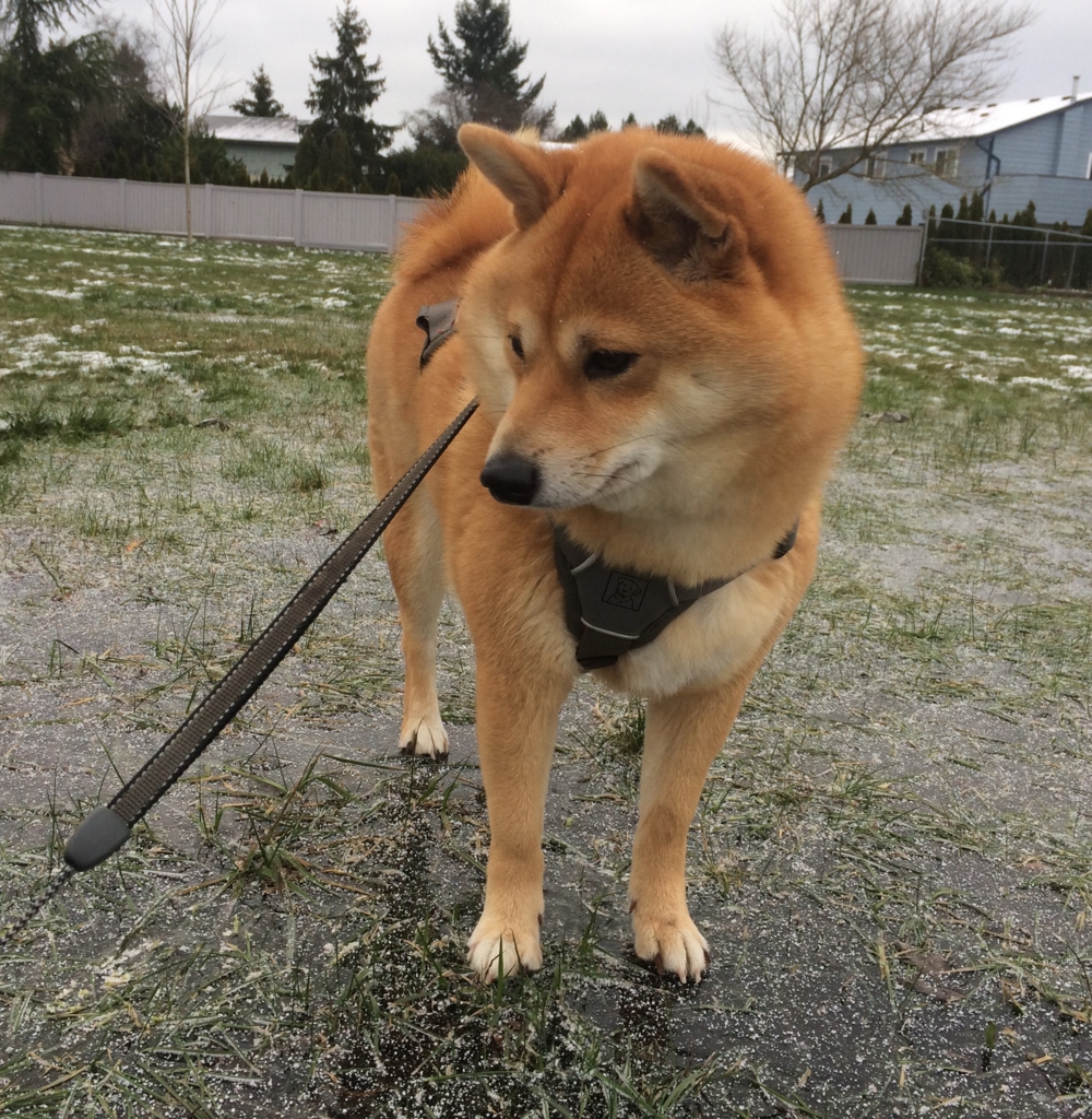 f:id:shiba-inu-in-abroad:20161219101546j:plain f:id:shiba-inu-in-abroad:20161219101546j:plain