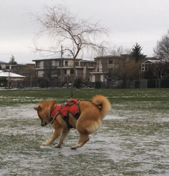 f:id:shiba-inu-in-abroad:20161219104842p:plain f:id:shiba-inu-in-abroad:20161219104842p:plain