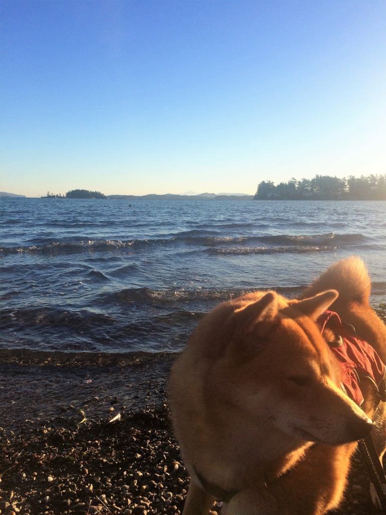 f:id:shiba-inu-in-abroad:20170105034021j:plain f:id:shiba-inu-in-abroad:20170105034021j:plain