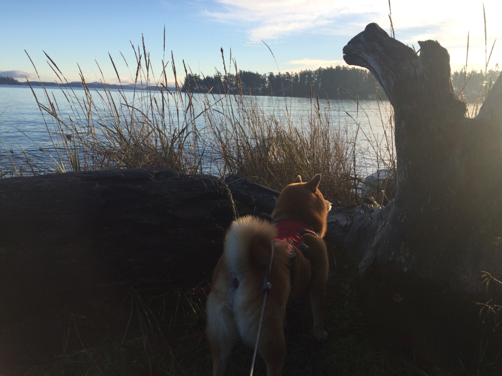 f:id:shiba-inu-in-abroad:20170105034429j:plain f:id:shiba-inu-in-abroad:20170105034429j:plain