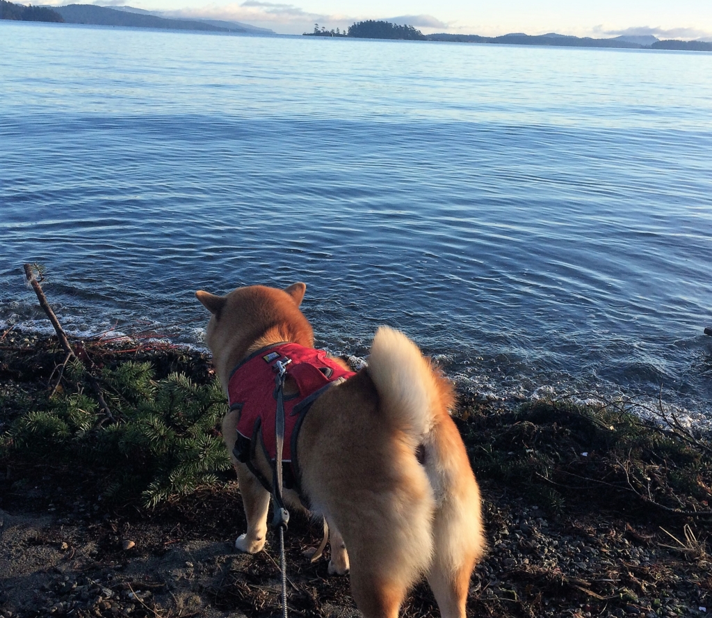 f:id:shiba-inu-in-abroad:20170105040104j:plain f:id:shiba-inu-in-abroad:20170105040104j:plain