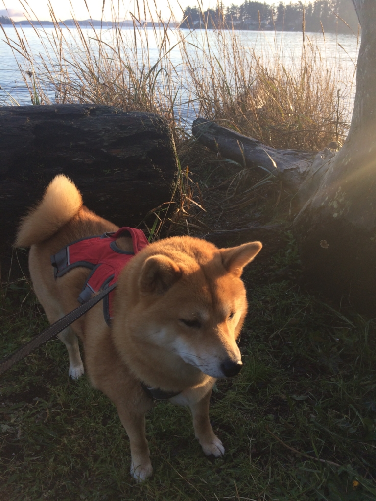 f:id:shiba-inu-in-abroad:20170105054233j:plain f:id:shiba-inu-in-abroad:20170105054233j:plain