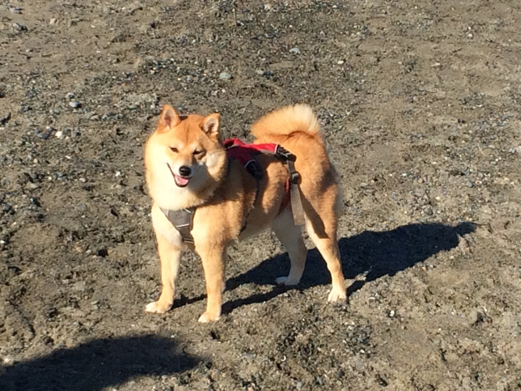f:id:shiba-inu-in-abroad:20170213103510j:plain f:id:shiba-inu-in-abroad:20170213103510j:plain