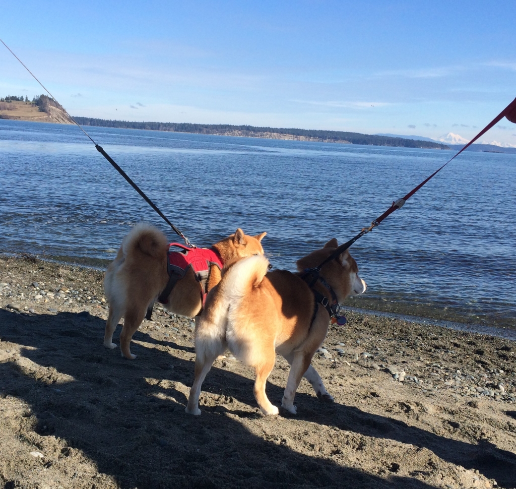 f:id:shiba-inu-in-abroad:20170213113608j:plain f:id:shiba-inu-in-abroad:20170213113608j:plain
