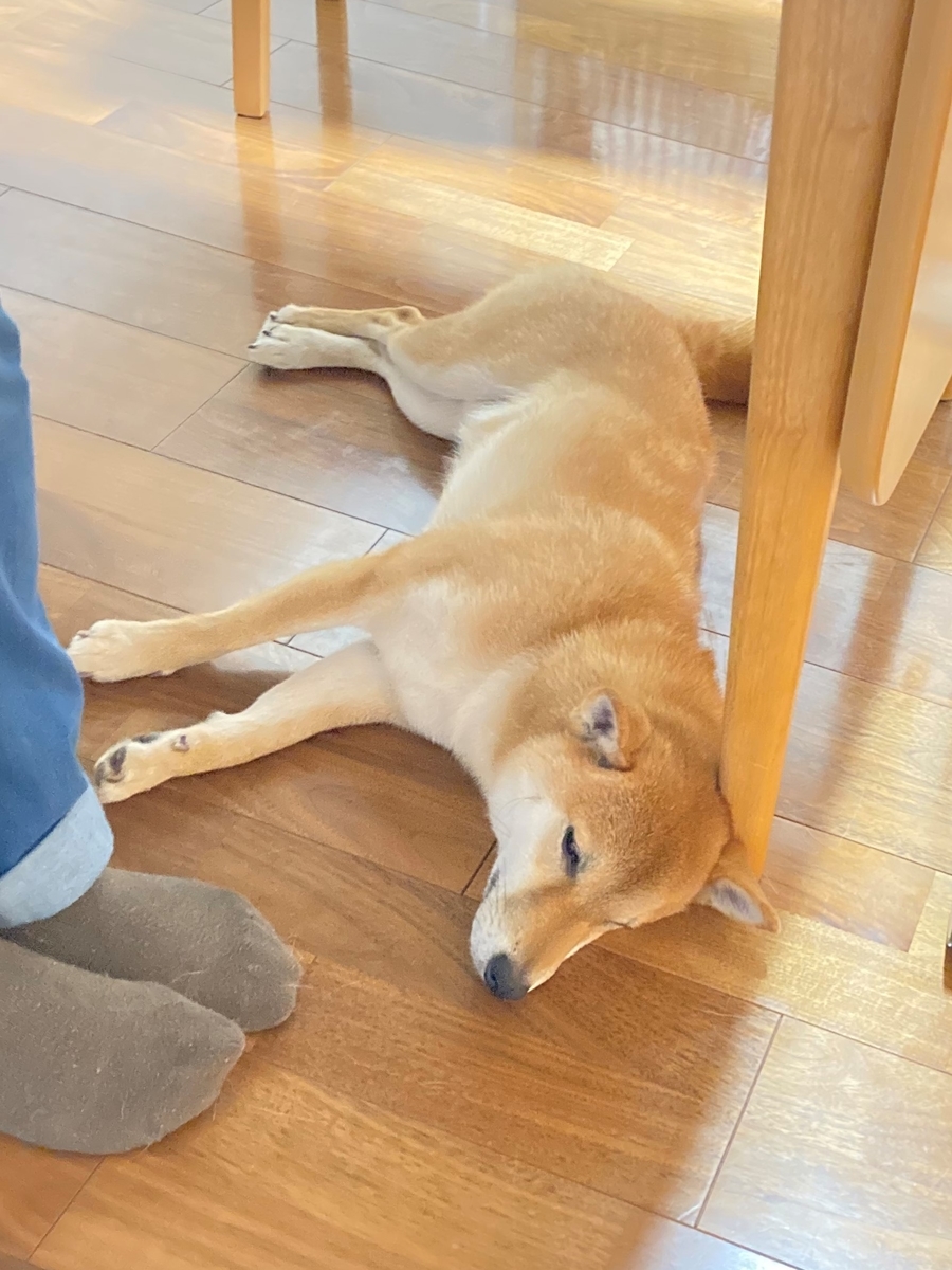 f:id:shiba-kenshin-dog:20220128224410j:plain