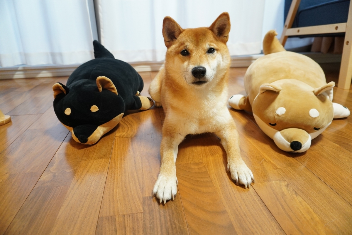 f:id:shiba-kenshin-dog:20220208173120j:plain